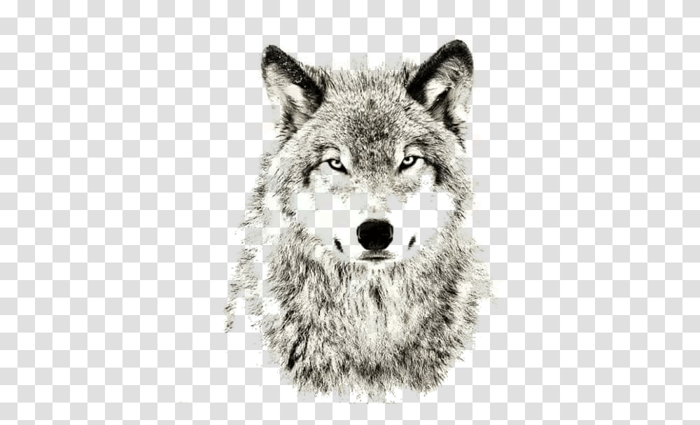 Wolves Don't Lose Sleep Over Opinions, Wolf, Mammal, Animal, Bear Transparent Png