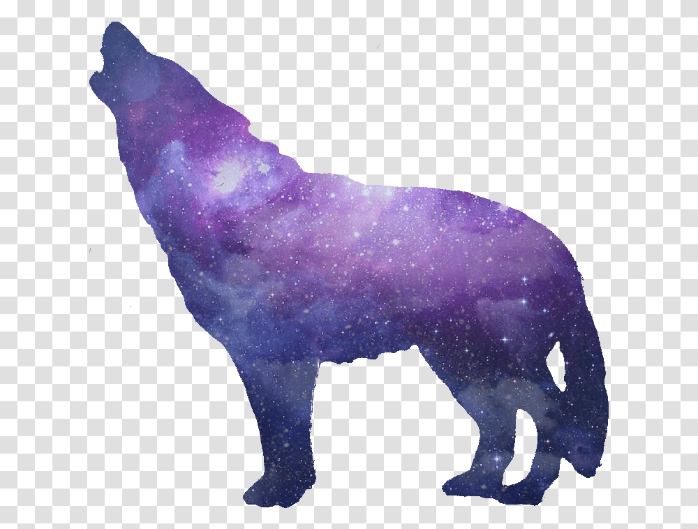 Wolves Tumblr Picture Wolf, Mammal, Animal, Astronomy, Horse Transparent Png