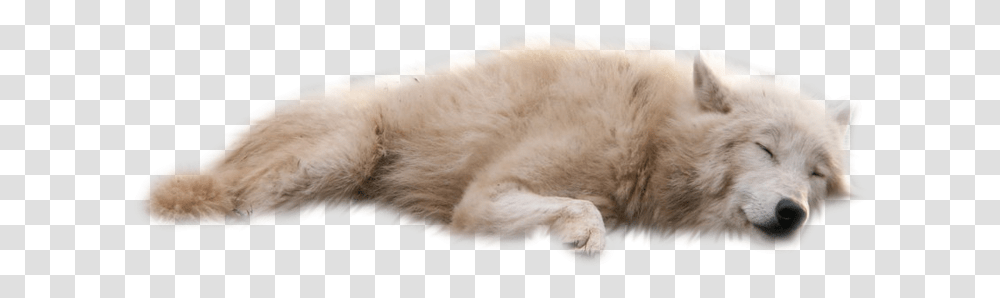 Wolves White Background White Wolf Laying Down, Mammal, Animal, Pet, Cat Transparent Png