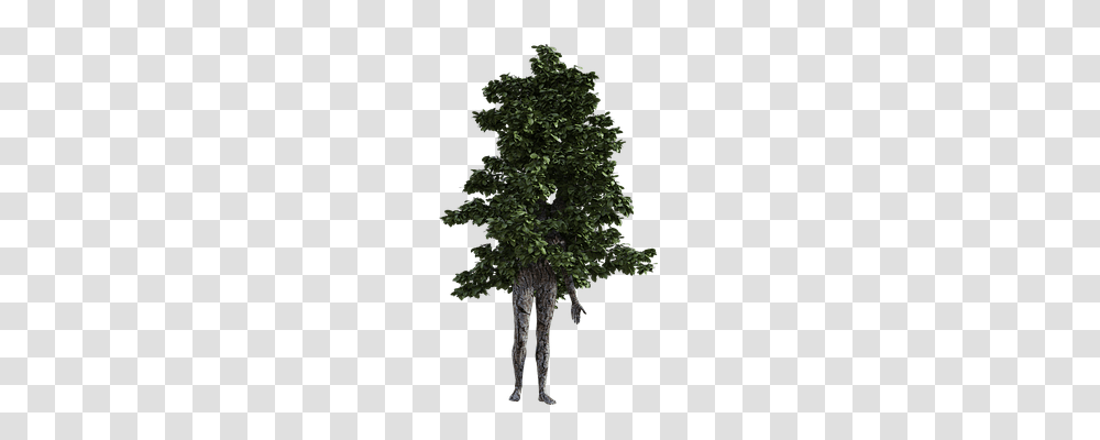 Woman Person, Tree, Plant, Potted Plant Transparent Png