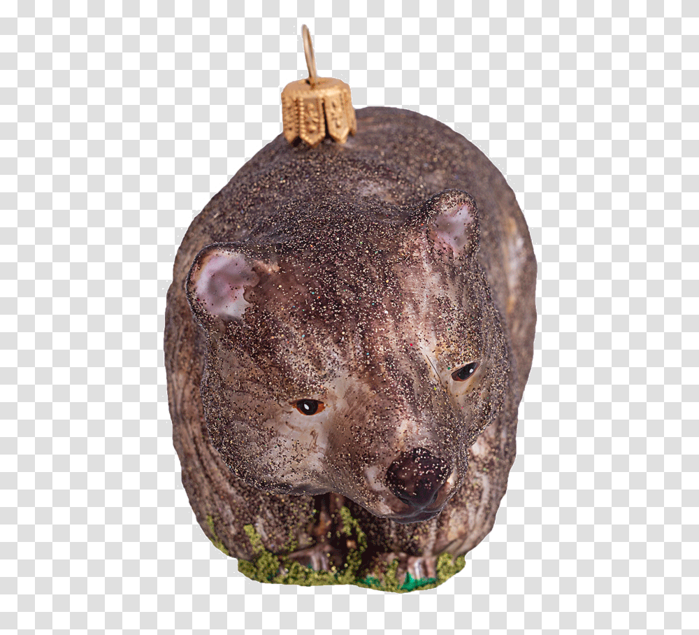 Wombat Bears, Animal, Mammal, Wildlife, Sea Life Transparent Png