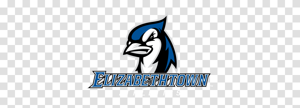 Womens Basketball Elizabethtowns Comeback Is Not Enough As Blue, Animal, Jay, Bird, Blue Jay Transparent Png
