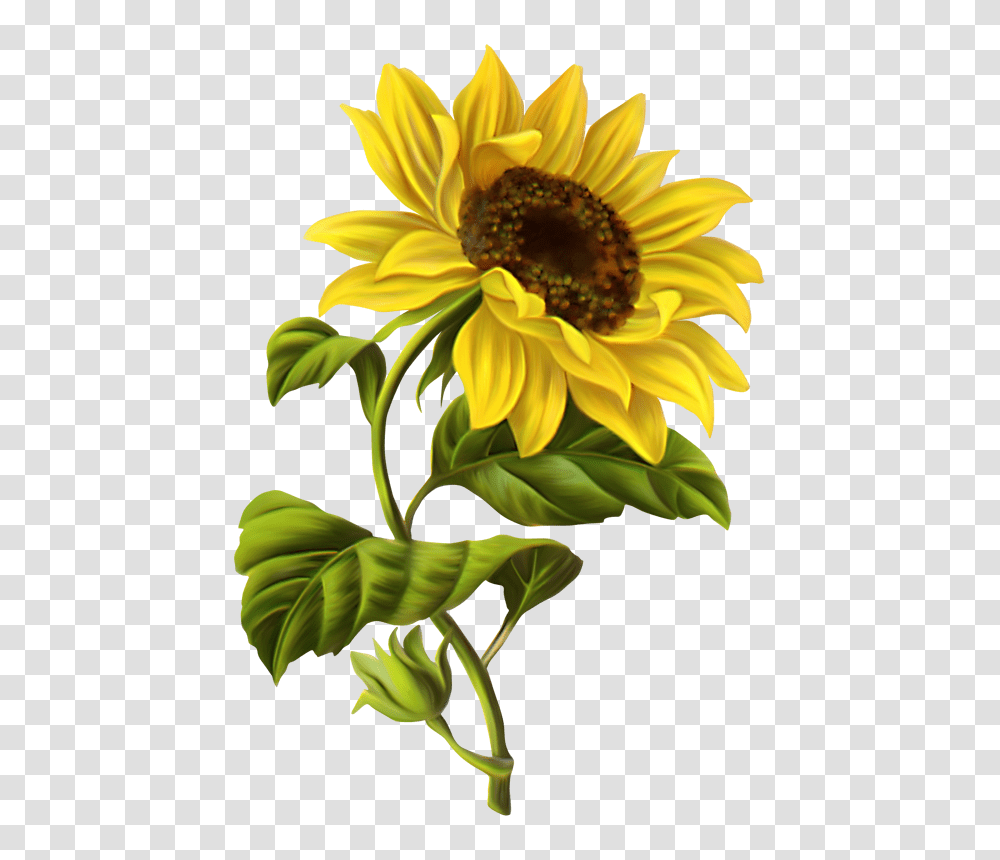 Wonderful Grass Border No Background Study Room Small Room, Plant, Sunflower, Blossom, Daisy Transparent Png