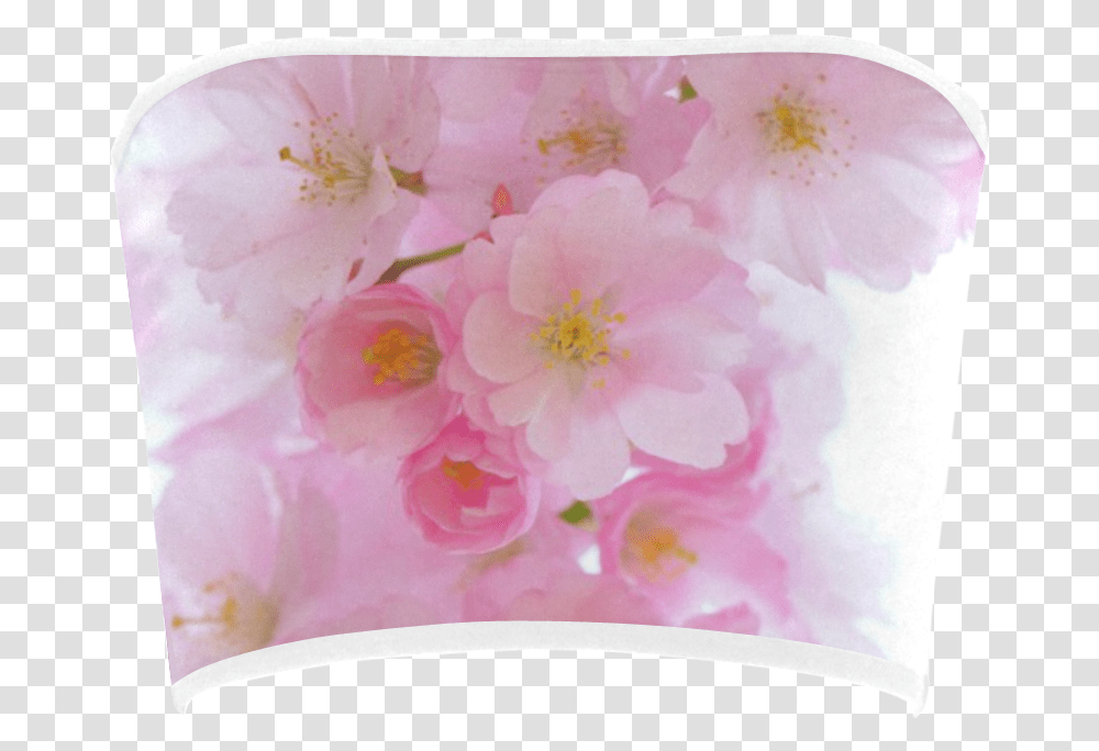 Wonderful Pink Japanese Cherry Tree Blossoms Bandeau Cherry Blossom, Plant, Flower, Geranium, Petal Transparent Png