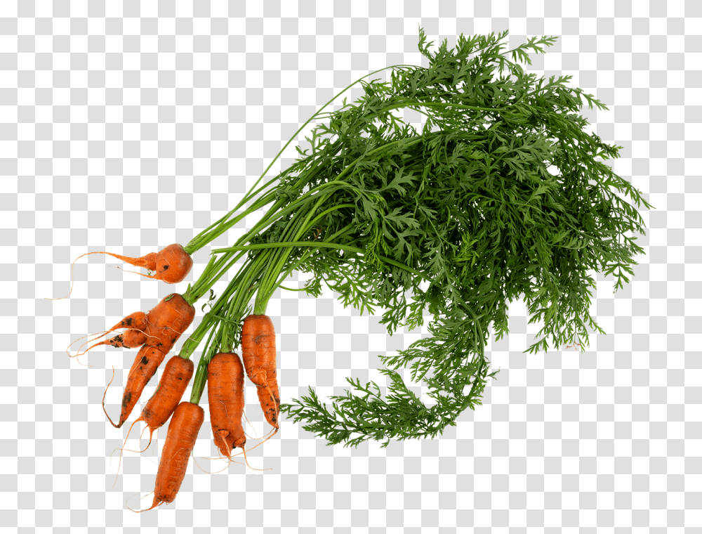 Wonky Carrot Carrots Plant, Food, Vegetable, Root Transparent Png