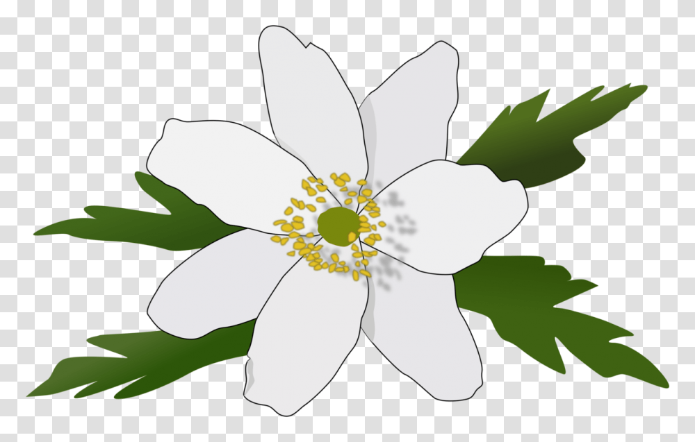 Wood Anemone Canada Anemone Anemone Piperi Anemone Fulgens Drawing, Plant, Flower, Blossom, Pollen Transparent Png