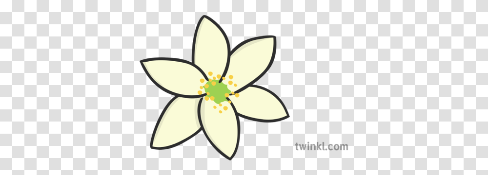 Wood Anemone Illustration Twinkl Ixia, Plant, Flower, Blossom, Lamp Transparent Png