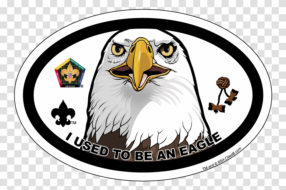 Wood Badge Eagle Car Magnet, Bird, Animal, Bald Eagle Transparent Png