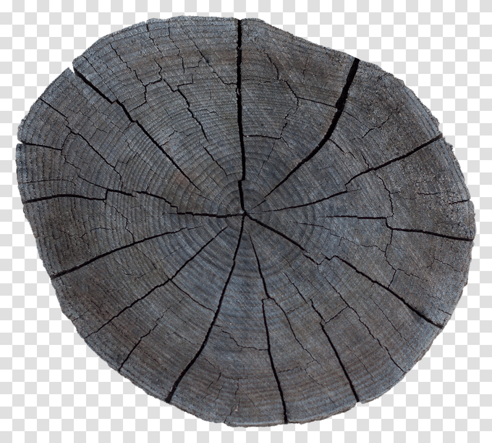 Wood End 31 Solid, Tree Stump, Rug, Plant, Lumber Transparent Png