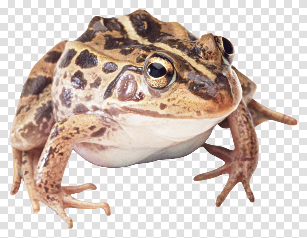 Wood Frog Background Wood Frog Clear Background, Toad, Amphibian, Wildlife, Animal Transparent Png