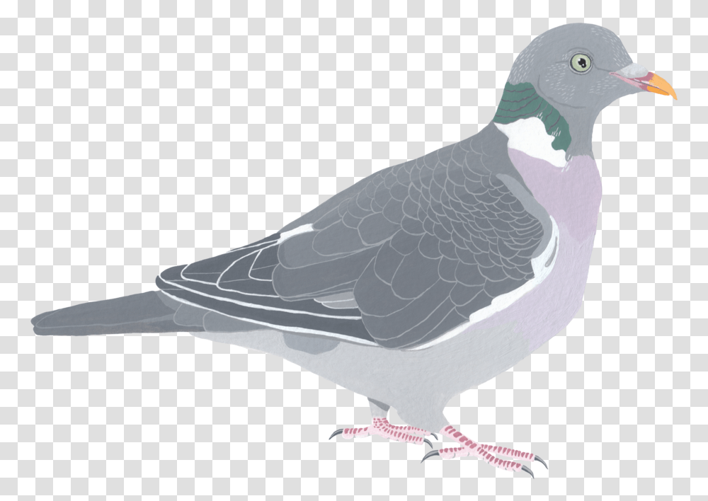 Wood Pigeon, Bird, Animal, Dove Transparent Png