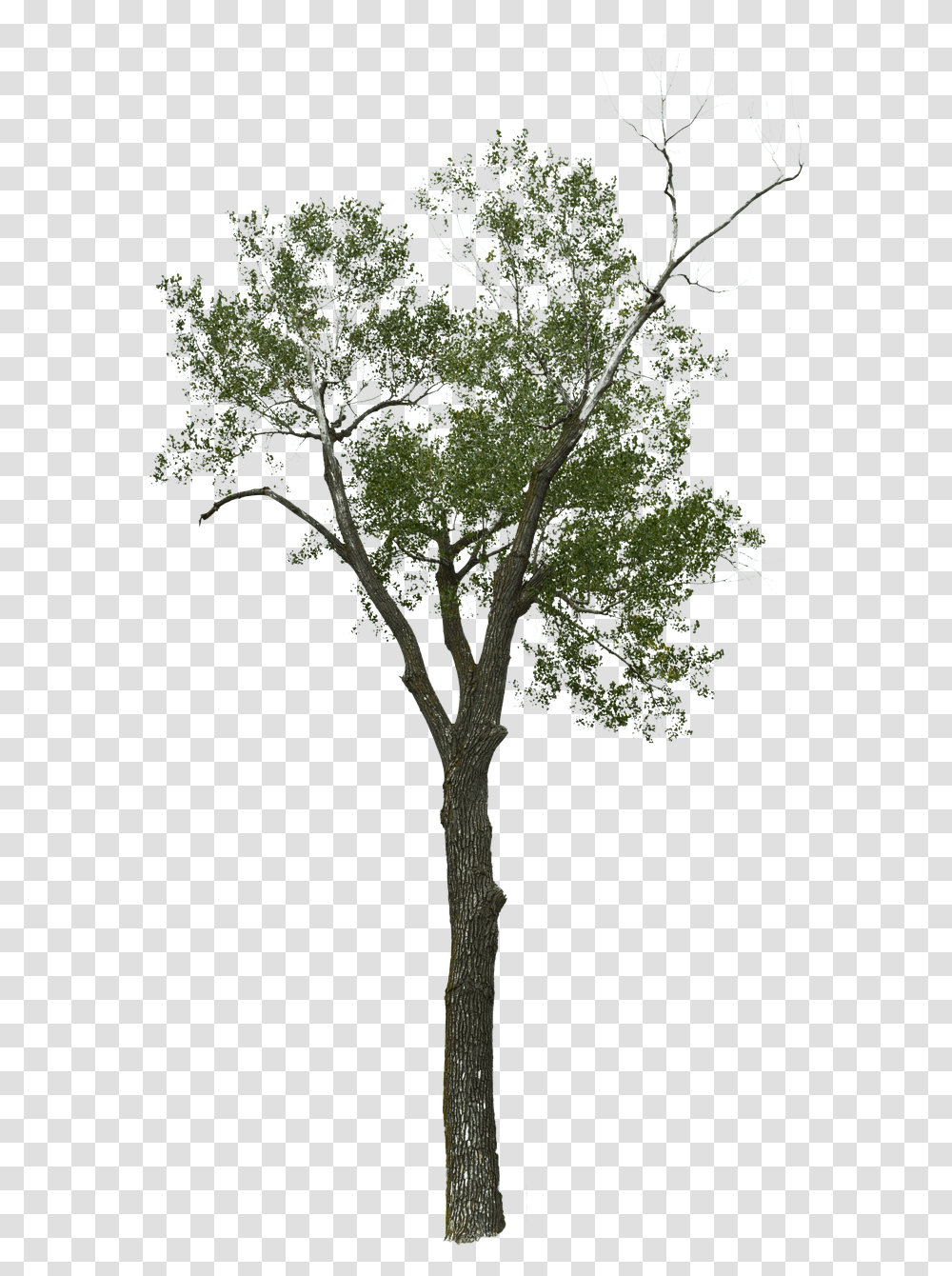 Wood, Tree, Plant, Cross Transparent Png