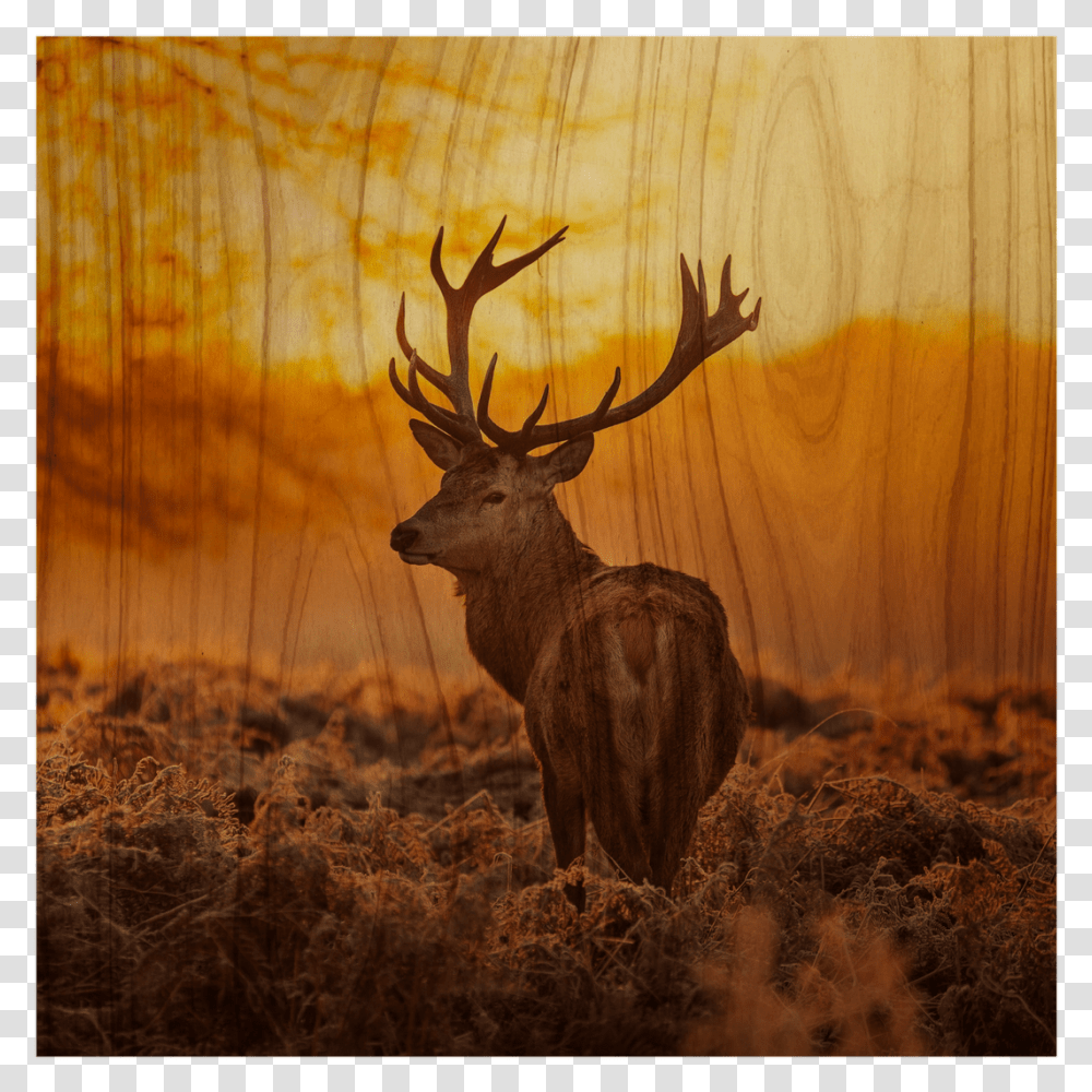 Wood Wall Artprints, Antelope, Wildlife, Mammal, Animal Transparent Png