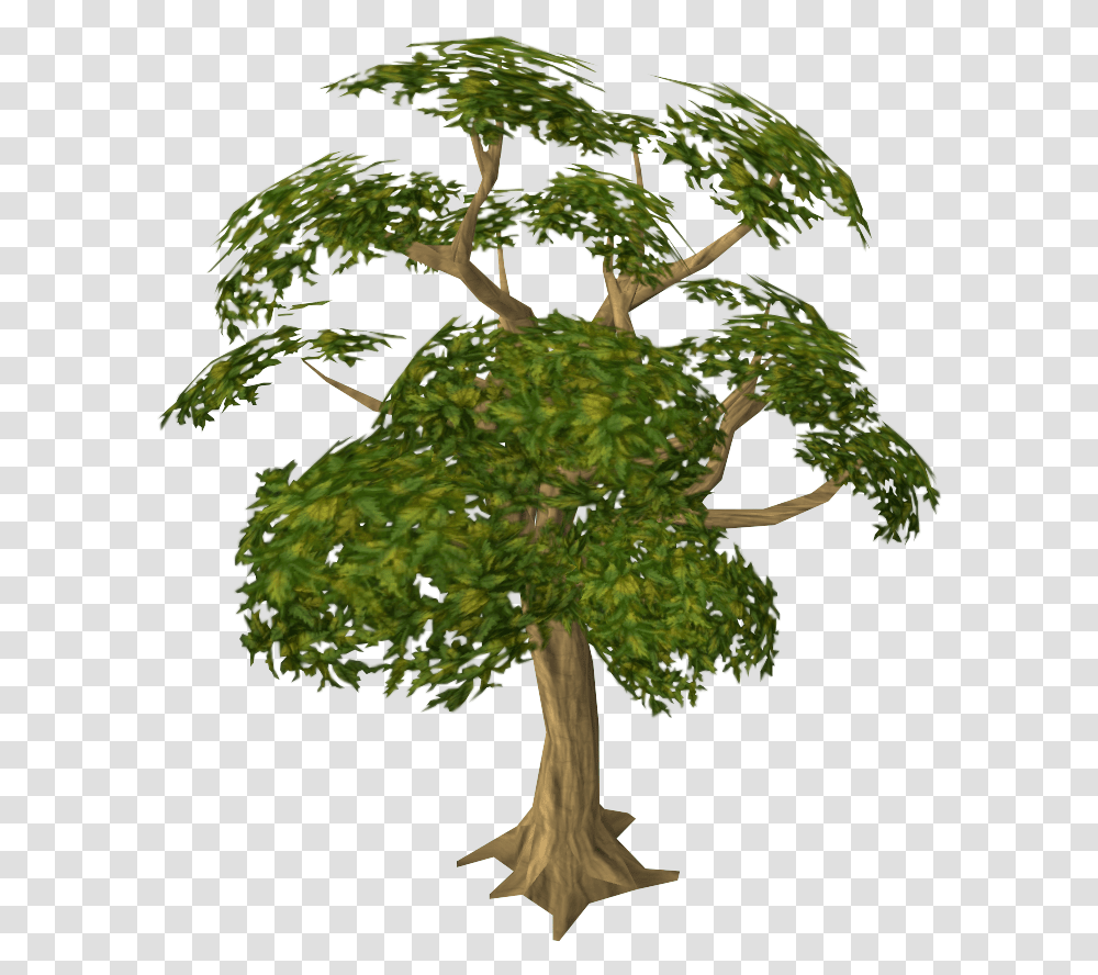 Woodcutting Runescape Wiki Fandom Mahogany Tree, Plant, Potted Plant, Vase, Jar Transparent Png