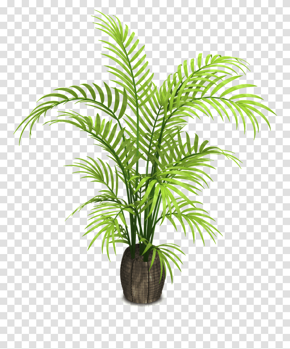 Woodgrain Mimoscartoon Background Potted Plant, Tree, Palm Tree, Arecaceae, Leaf Transparent Png