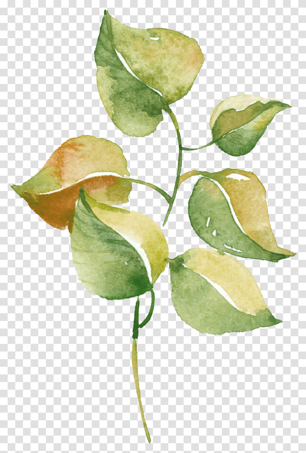 Woodland Clipart Green Fern Watercolor Painting, Leaf, Plant, Flower, Blossom Transparent Png