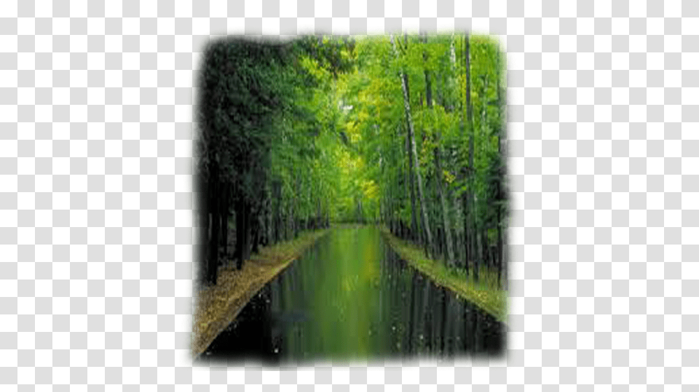 Woodland Water Banner Background Free Images Reflection, Outdoors, Nature, Green, Vegetation Transparent Png