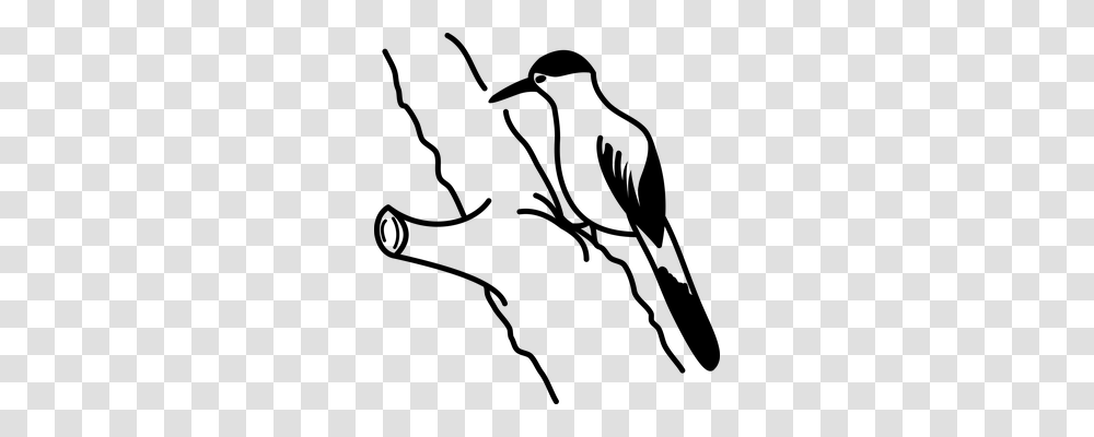 Woodpecker Nature, Gray, World Of Warcraft Transparent Png