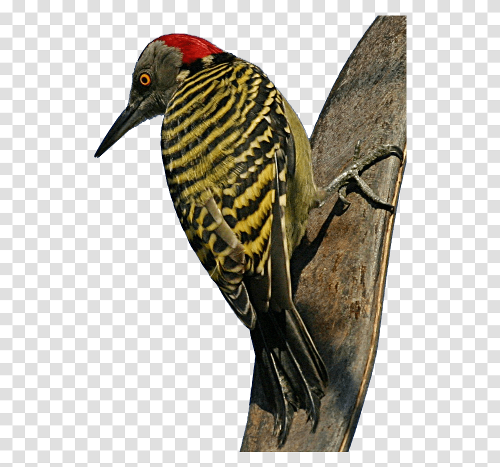 Woodpecker All Birds Wiki Fandom, Animal, Flicker Bird, Beak Transparent Png