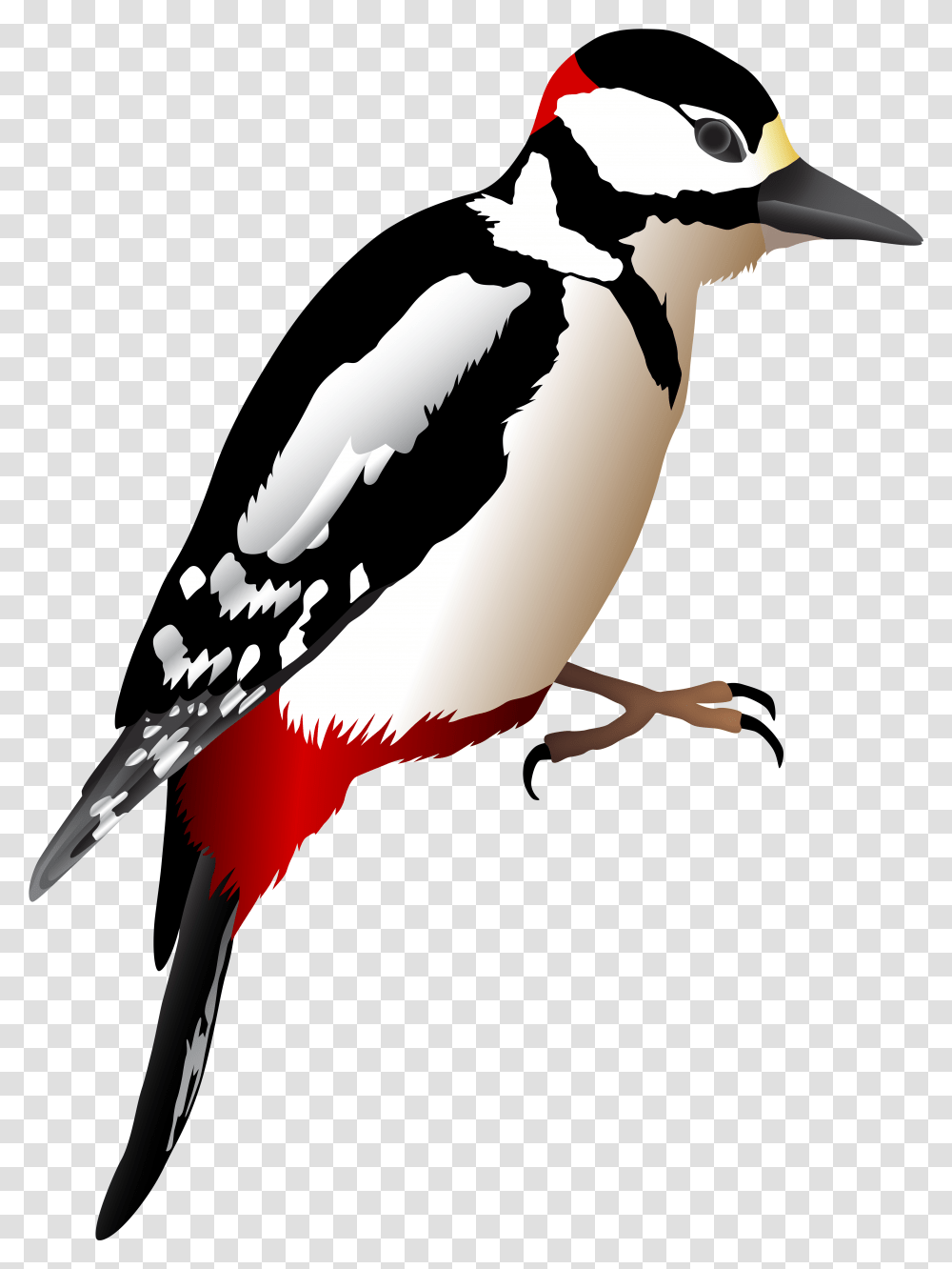 Woodpecker, Animal, Bird, Beak, Jay Transparent Png