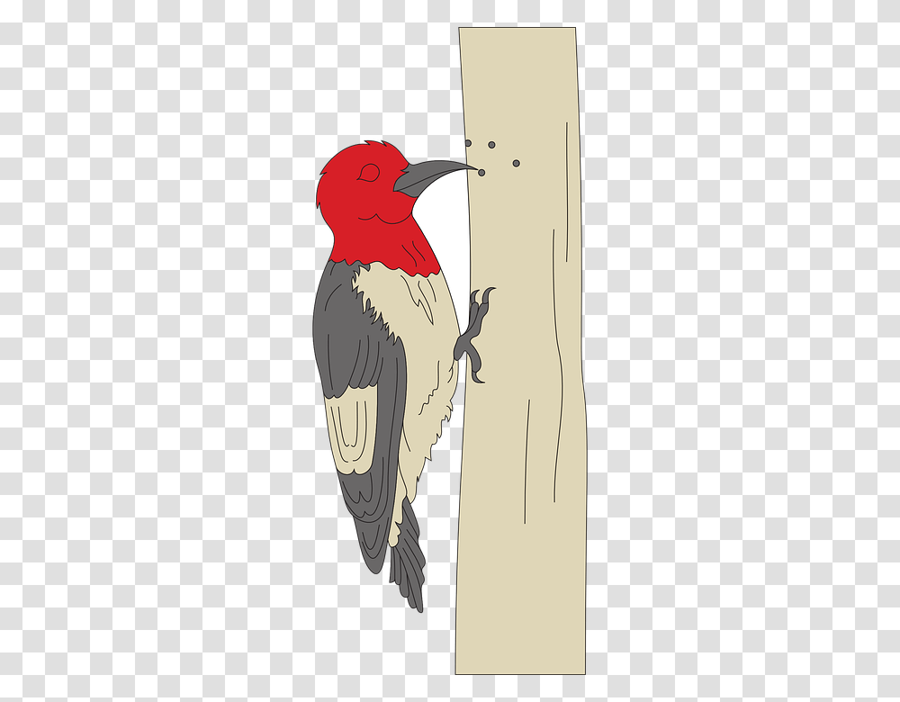Woodpecker, Animals, Bird, Penguin Transparent Png
