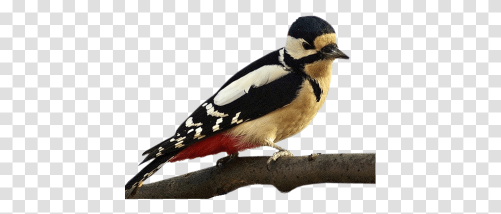 Woodpecker, Animals, Bird, Beak, Finch Transparent Png
