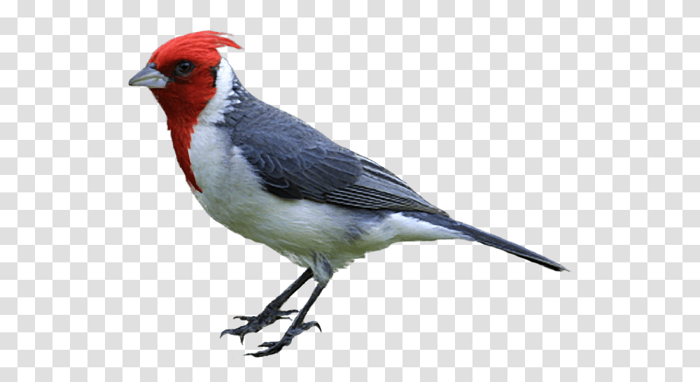 Woodpecker, Animals, Bird, Beak, Finch Transparent Png