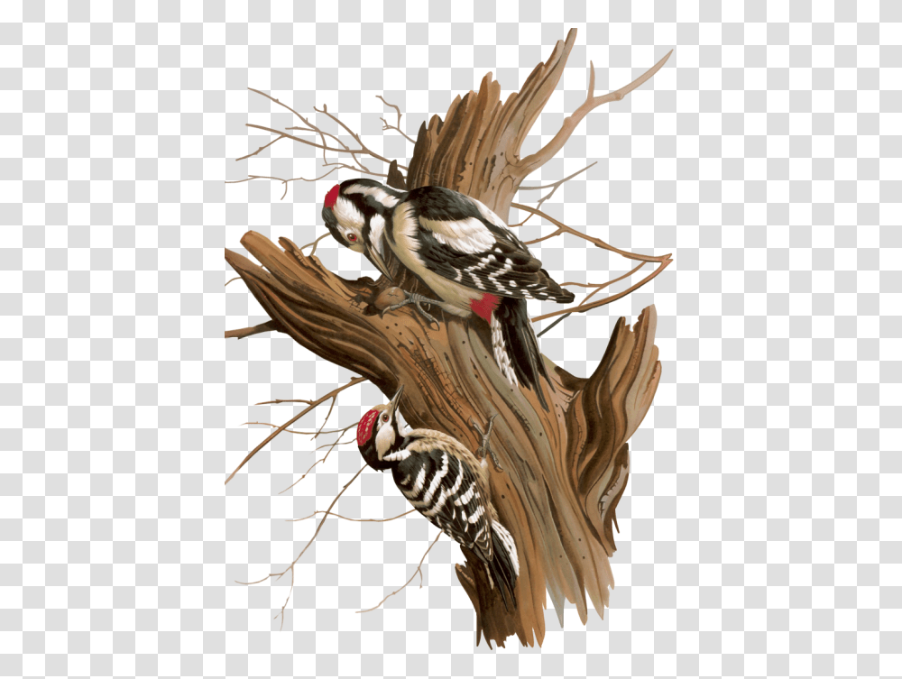 Woodpecker, Animals, Bird, Finch, Beak Transparent Png