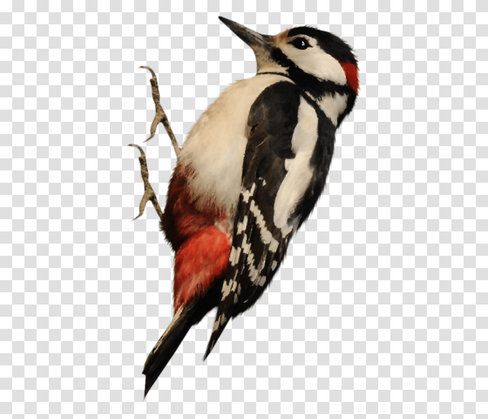 Woodpecker, Animals, Bird, Flicker Bird, Beak Transparent Png