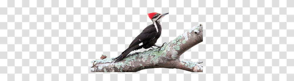 Woodpecker, Animals, Bird, Flicker Bird, Beak Transparent Png