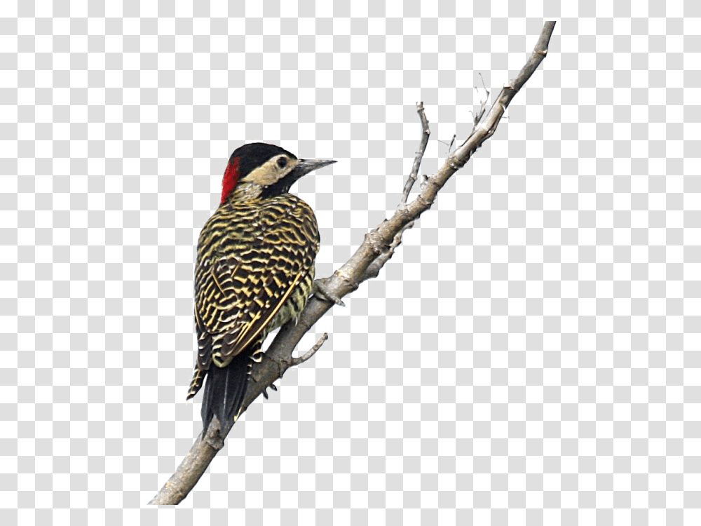 Woodpecker, Animals, Bird, Flicker Bird, Finch Transparent Png