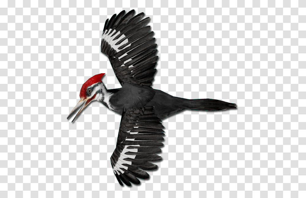 Woodpecker, Animals, Bird, Flicker Bird, Flying Transparent Png
