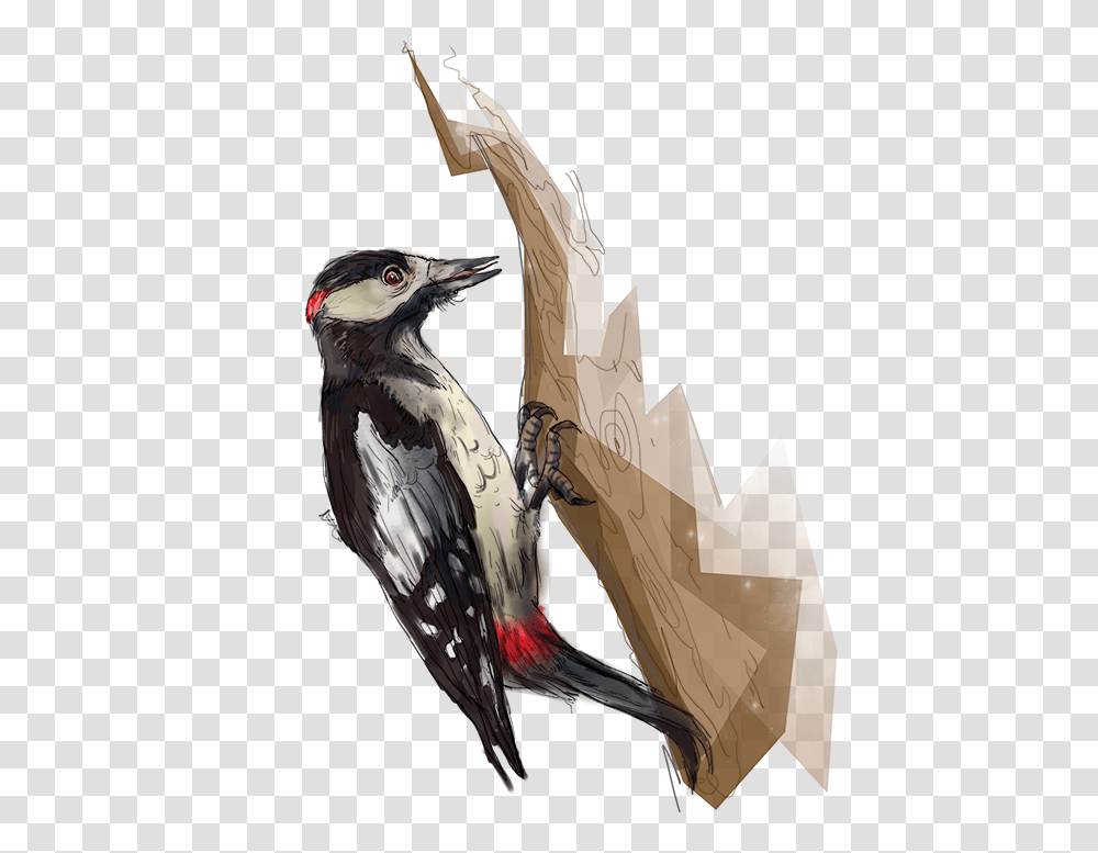 Woodpecker, Animals, Bird, Flicker Bird, Jay Transparent Png