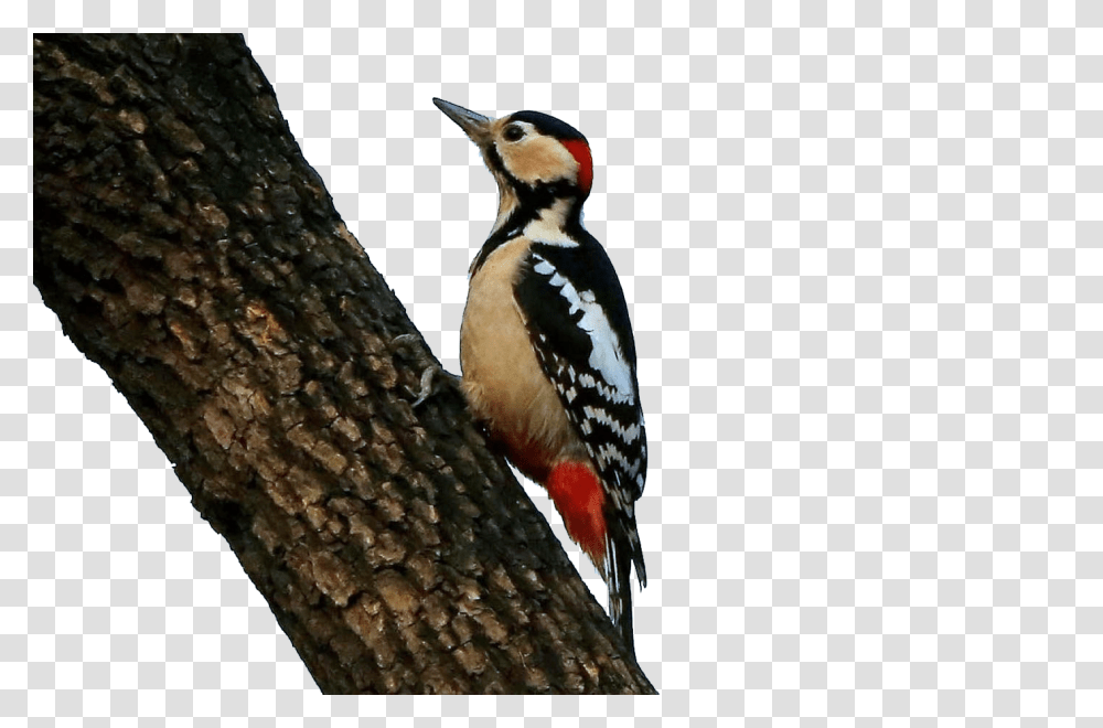 Woodpecker, Animals, Bird, Flicker Bird, Penguin Transparent Png