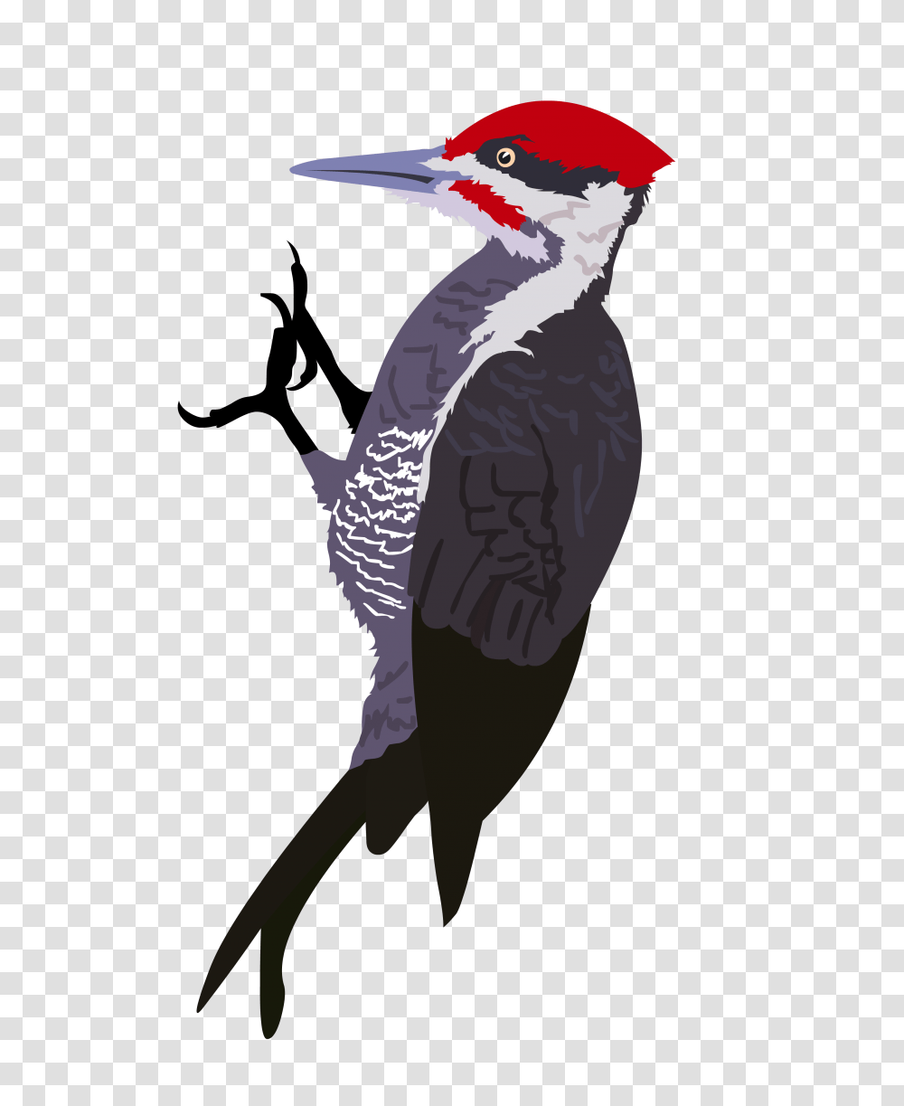 Woodpecker, Animals, Bird, Flicker Bird, Person Transparent Png
