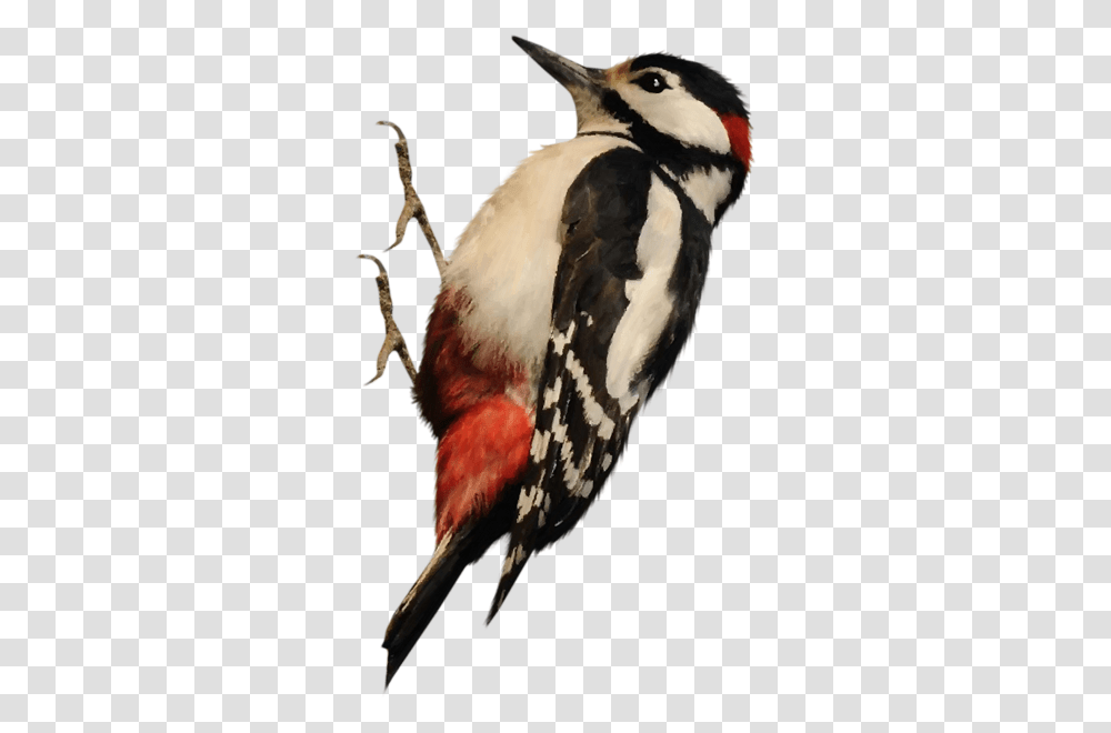 Woodpecker, Animals, Bird, Flicker Bird Transparent Png
