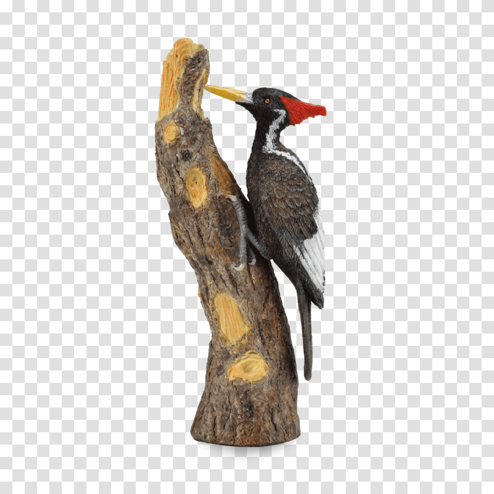 Woodpecker, Animals, Bird, Flicker Bird, Tree Transparent Png