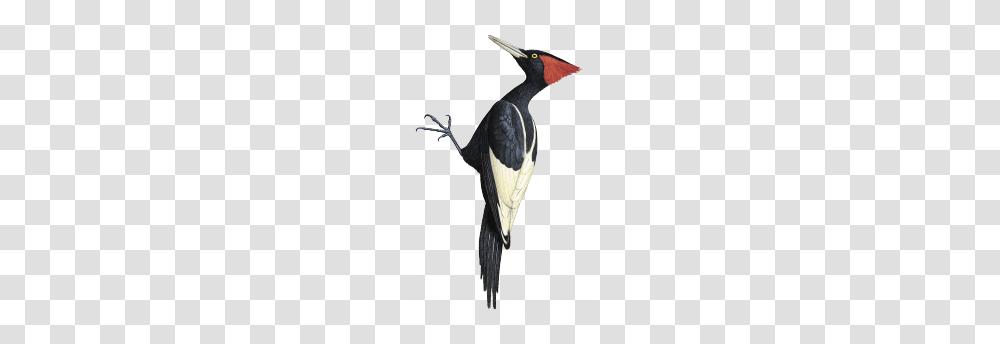 Woodpecker, Animals, Bird, Flicker Bird, Waterfowl Transparent Png