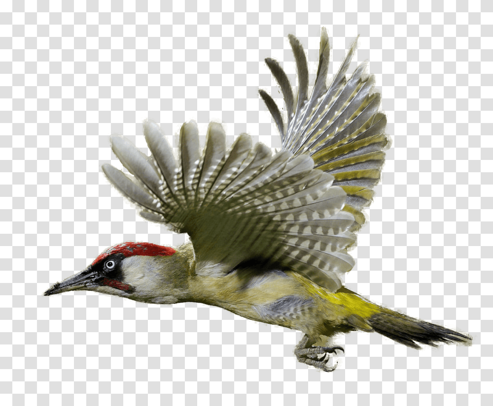 Woodpecker, Animals, Bird, Flying, Bee Eater Transparent Png