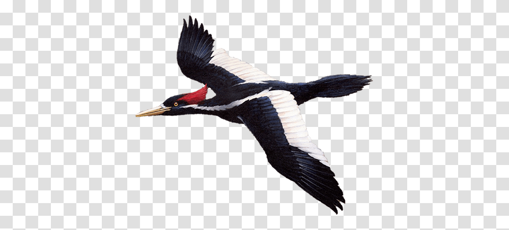 Woodpecker, Animals, Bird, Flying, Waterfowl Transparent Png