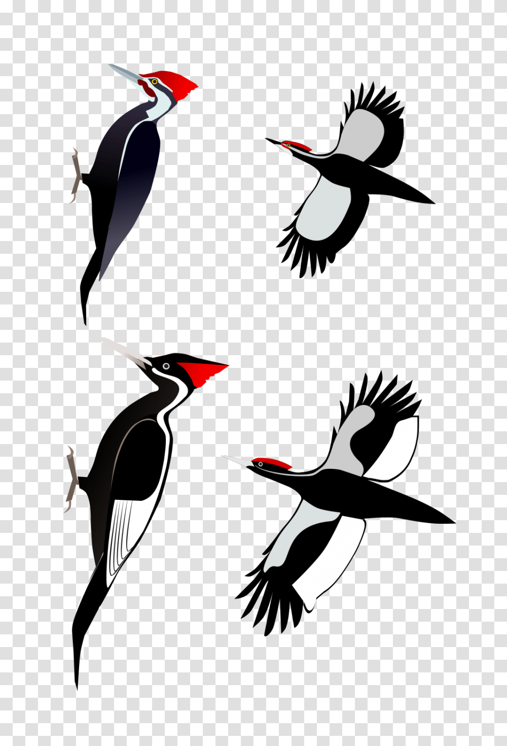 Woodpecker, Animals, Bird Transparent Png