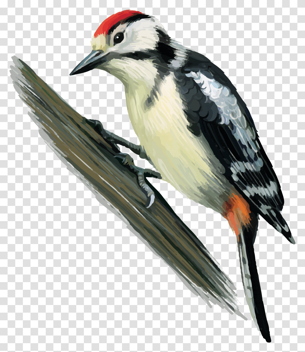 Woodpecker, Animals, Jay, Bird, Blue Jay Transparent Png