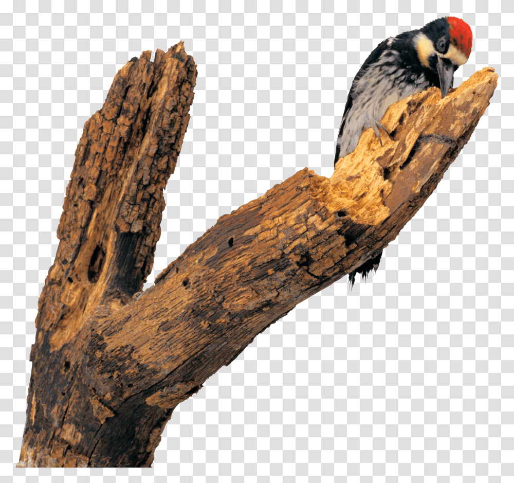Woodpecker, Animals Transparent Png