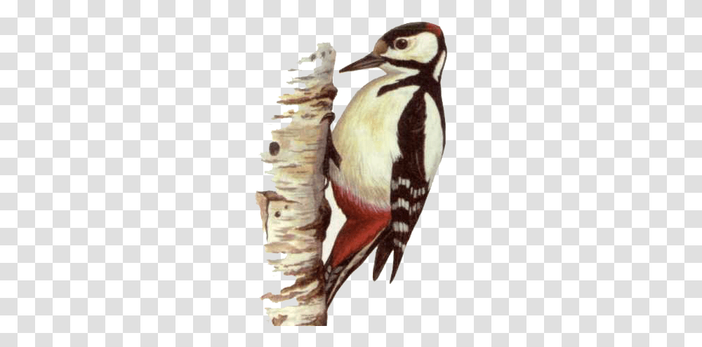 Woodpecker, Animals, Tree, Plant, Bird Transparent Png