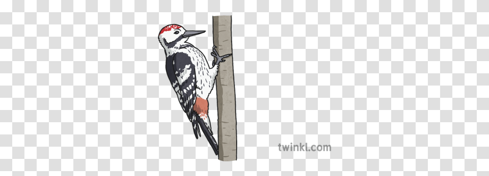 Woodpecker Illustration Leuconotopicus, Bird, Animal, Flicker Bird, Penguin Transparent Png