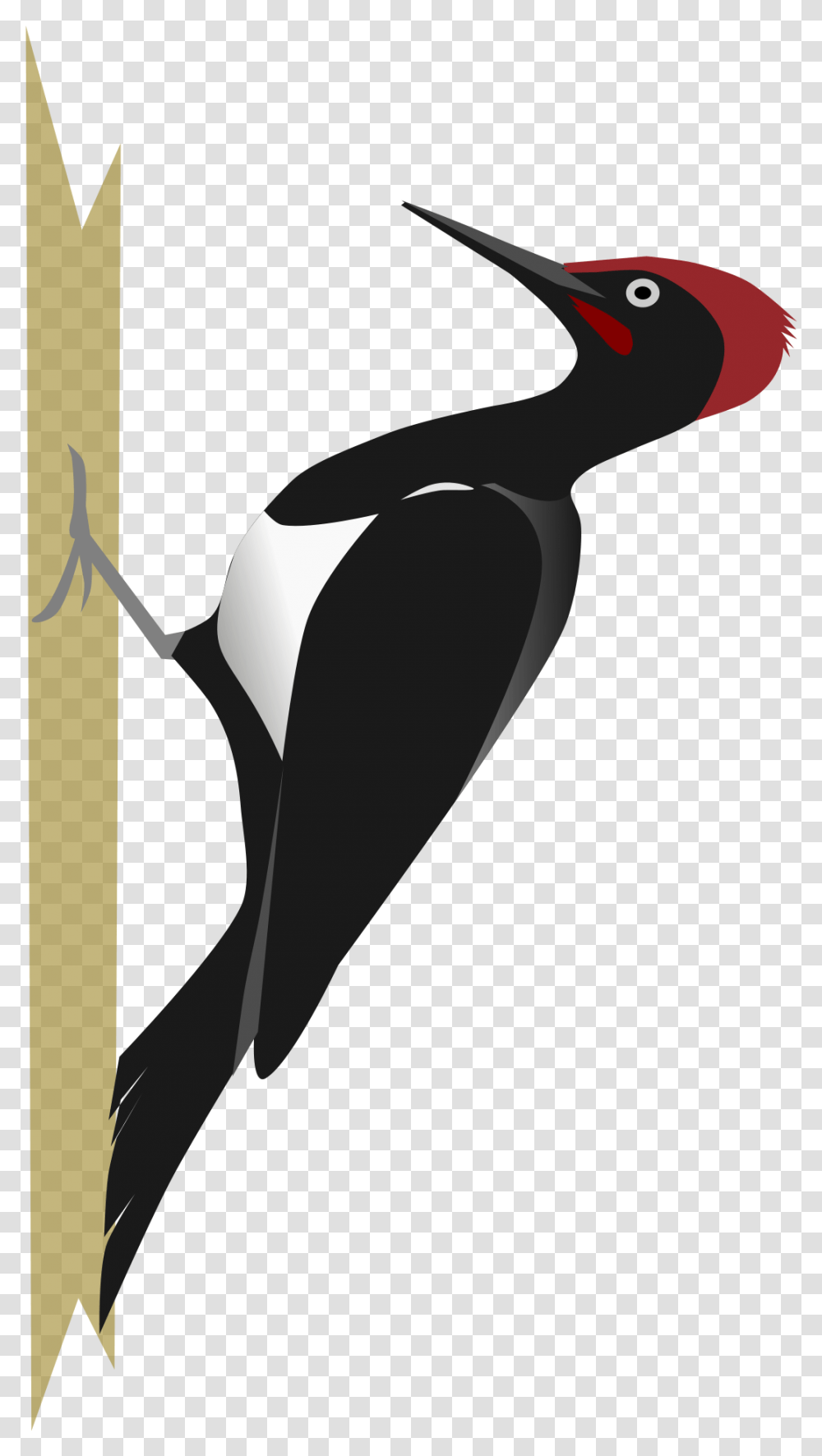 Woodpecker Images Free Download Woodpecker, Bird, Animal, Art, Graphics Transparent Png