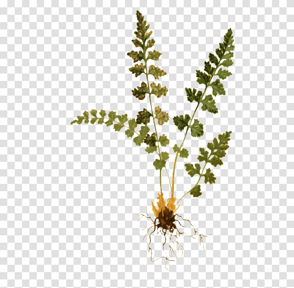 Woodsia Hyperborea, Plant, Tree, Flower, Blossom Transparent Png