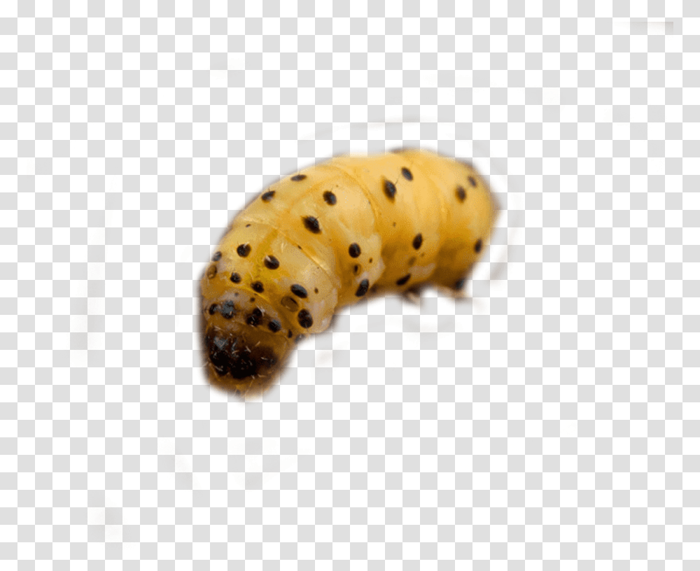Woodworm Control And Woodworm Treatment By Swat Pest Caterpillar, Fungus, Animal, Sea Life, Photography Transparent Png
