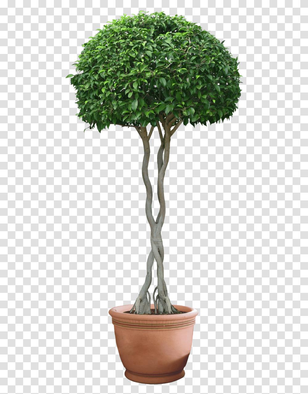 Woody Plant Plant, Tree, Leaf, Lamp, Tree Trunk Transparent Png