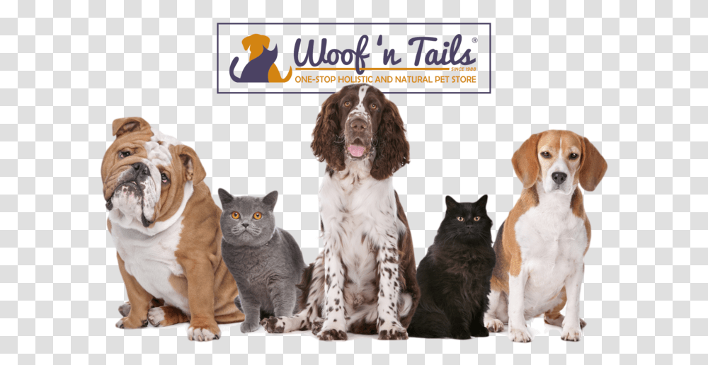 Woof N Tails Puppy Background, Dog, Pet, Canine, Animal Transparent Png
